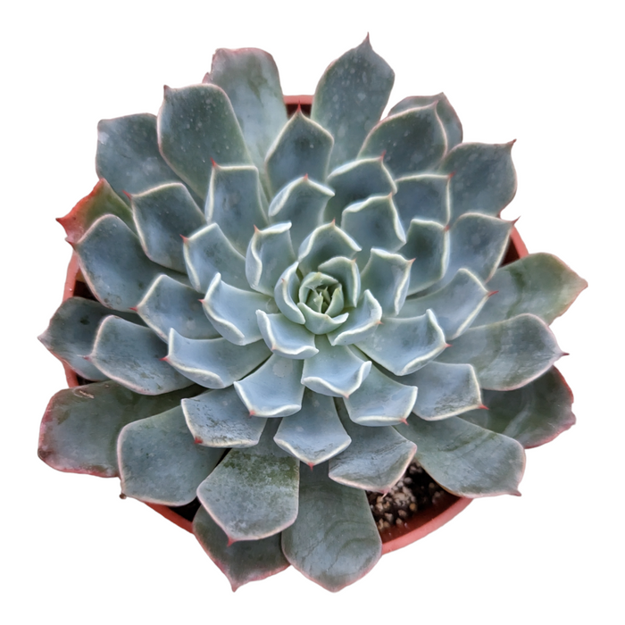 Echeveria Allegra succulent with spiral blue-green leaves.