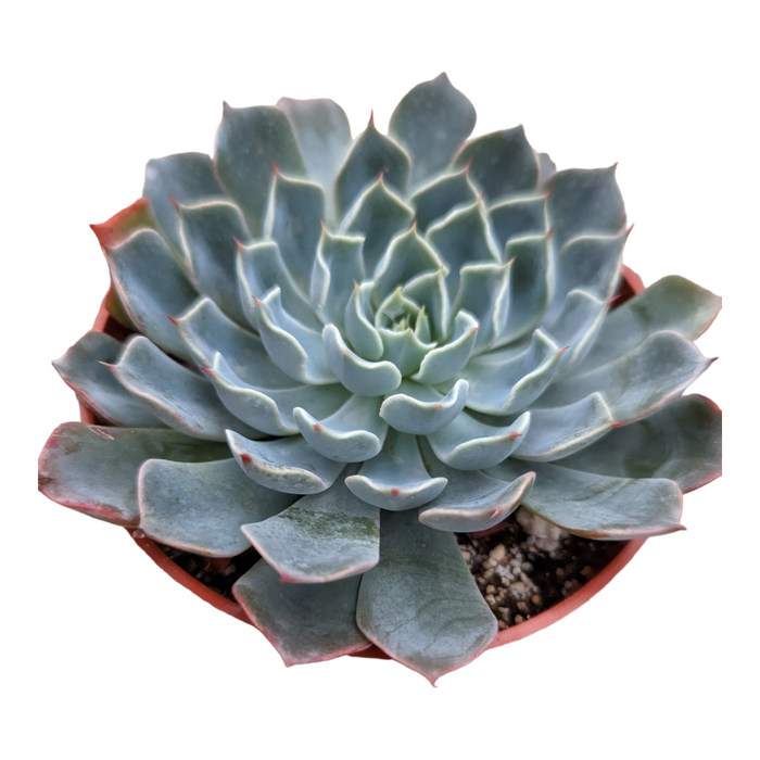 Echeveria Allegra, bluish-green rosette succulent.