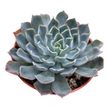 Echeveria Allegra, bluish-green rosette succulent.