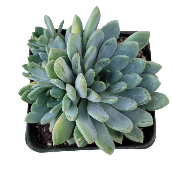 Echeveria amoena in square nursery container.