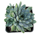 Echeveria amoena in square nursery container.