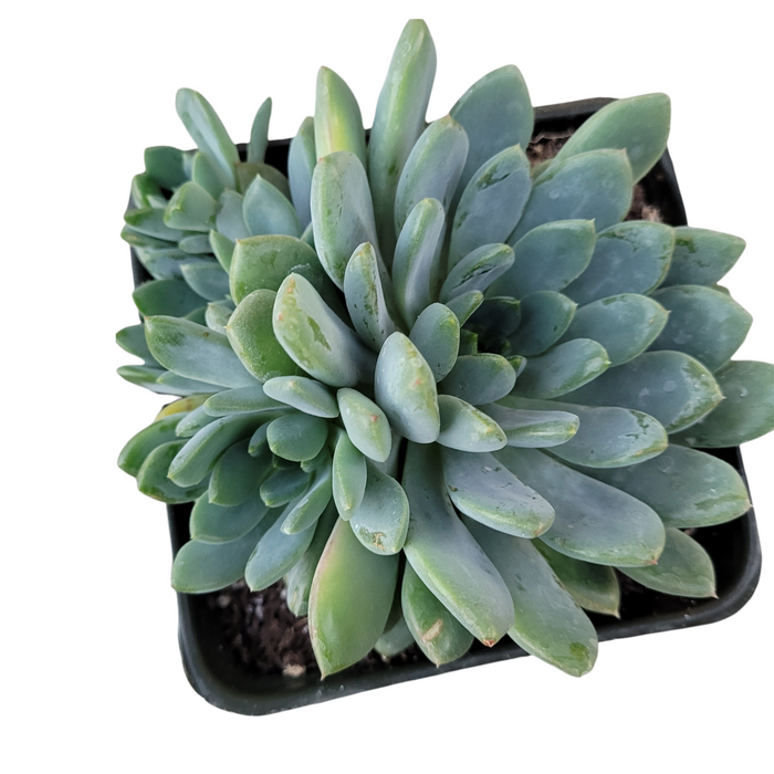 Echeveria amoena in a small black nursery pot.