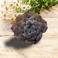Echeveria Apparition succulent with pink-tipped leaves, daisies in background.