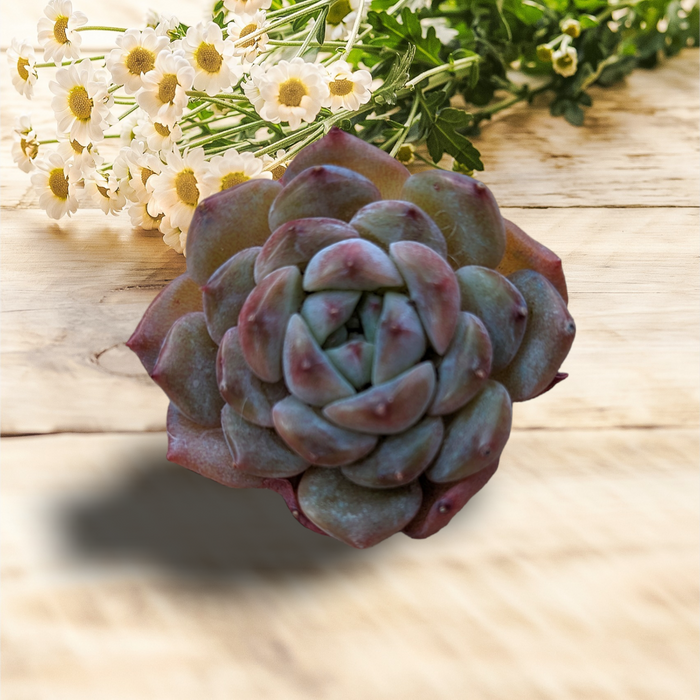 Echeveria Apparition succulent with pink-tipped bluish-green leaves.