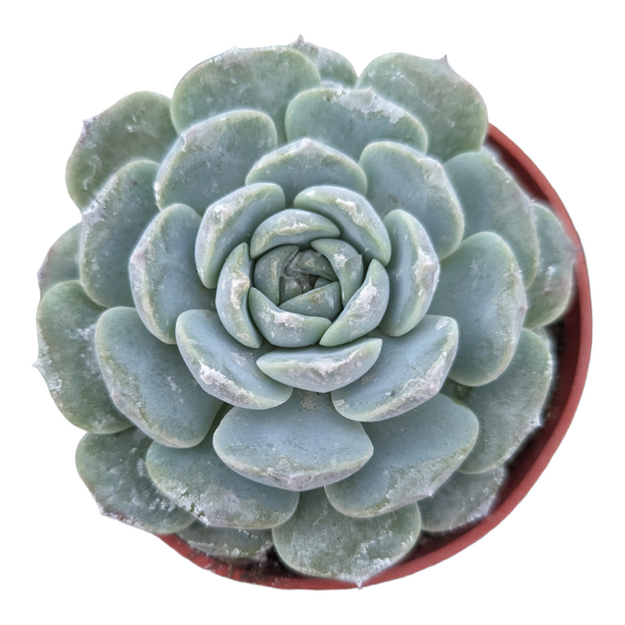 Echeveria Apparition succulent with spiraled bluish-green leaves.