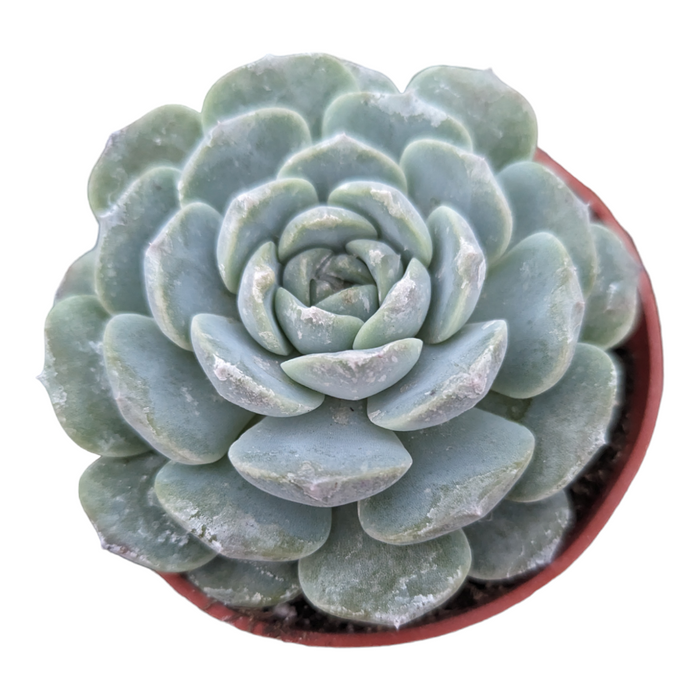 Echeveria Apparition in small pot, top-down view.