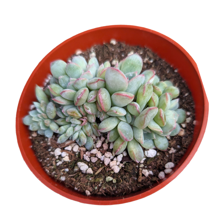 Echeveria 'Apus' Crest in nursery pot.