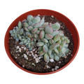 Echeveria 'Apus' Crest in a small plastic pot.