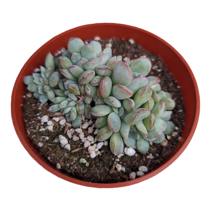 Echeveria 'Apus' Crest in a small plastic pot.