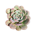 Echeveria Ariel succulent with fleshy green leaves, pinkish tips.