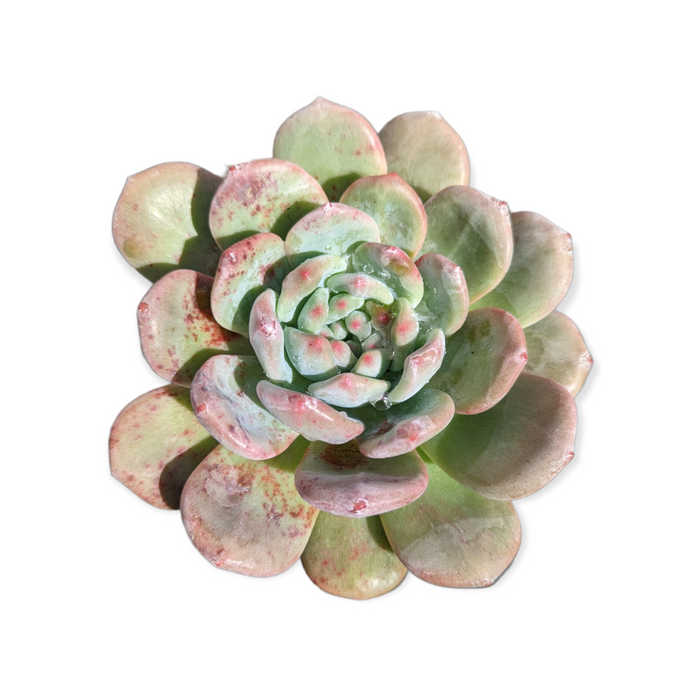 Echeveria Ariel with overlapping, spoon-shaped leaves.
