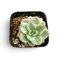 Echeveria 'Atlantis' variegata