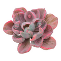 Echeveria 'Beyonce Rainbow' Variegata, fleshy leaves, pink margins.
