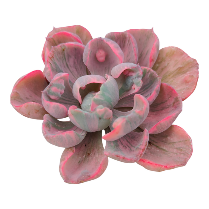 Echeveria 'Beyonce Rainbow' Variegata, fleshy leaves, pink margins.