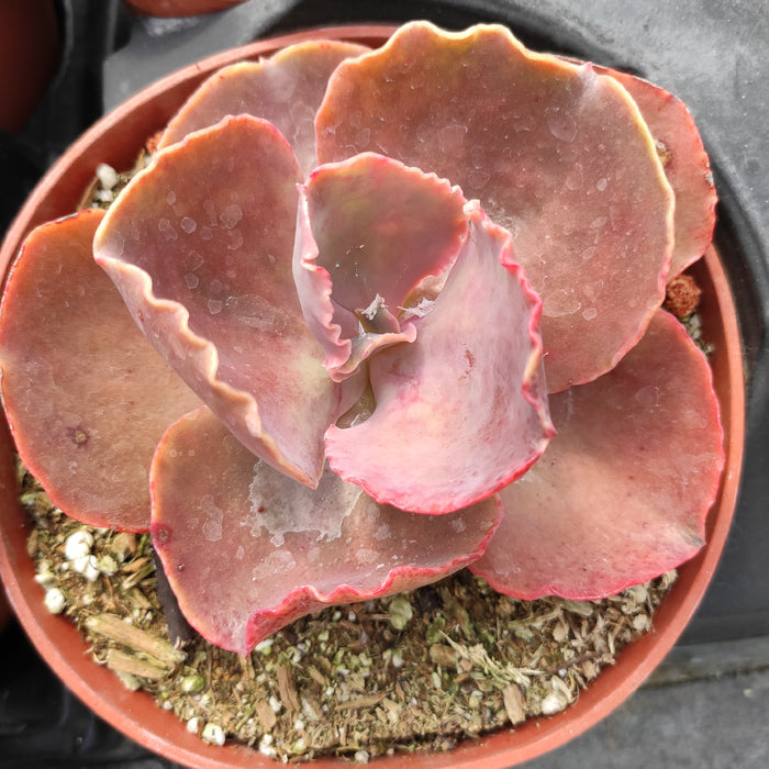 Echeveria 'Bittersweet' succulent in gritty potting mix.