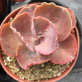 Echeveria 'Bittersweet' succulent in gritty potting mix.