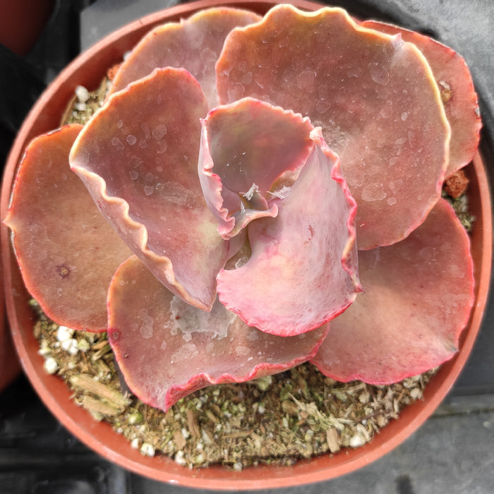 Echeveria 'Bittersweet' in nursery pot, pinkish-rose leaves.