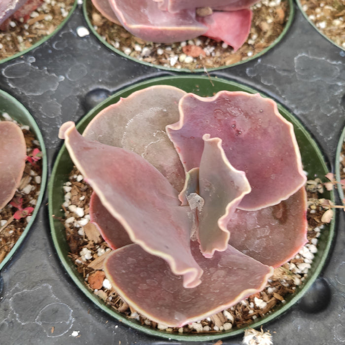 Echeveria 'Bittersweet' succulent in nursery tray.