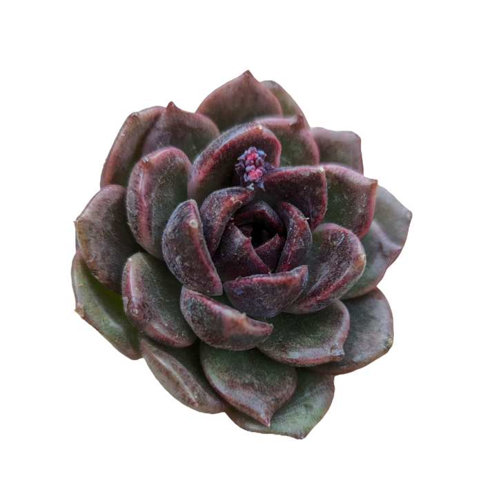 Echeveria Black Crystal succulent with dark, fleshy leaves.