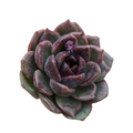 Echeveria Black Crystal succulent with dark, fleshy leaves.