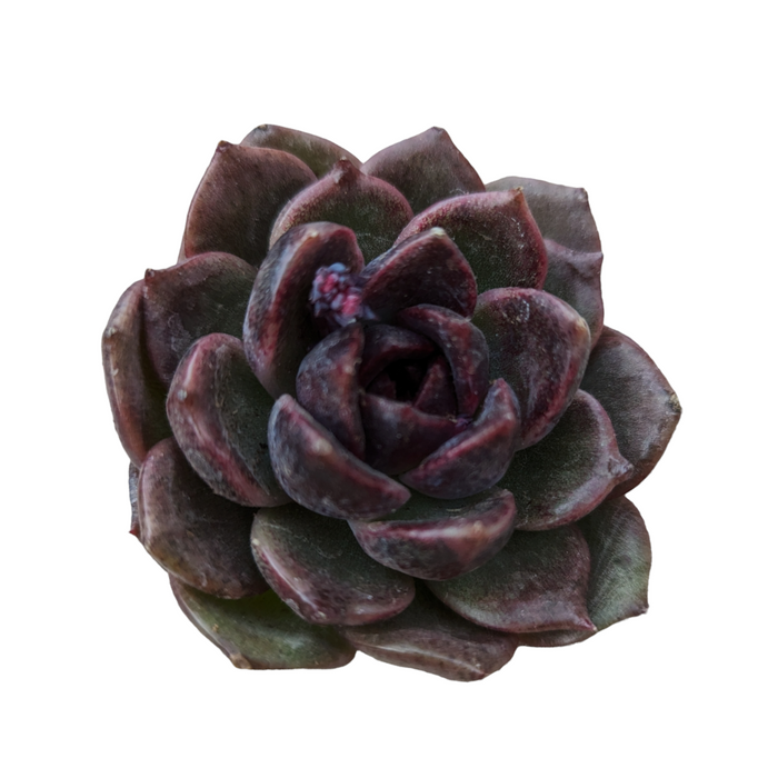Echeveria Black Crystal succulent, dark purplish-green rosette.