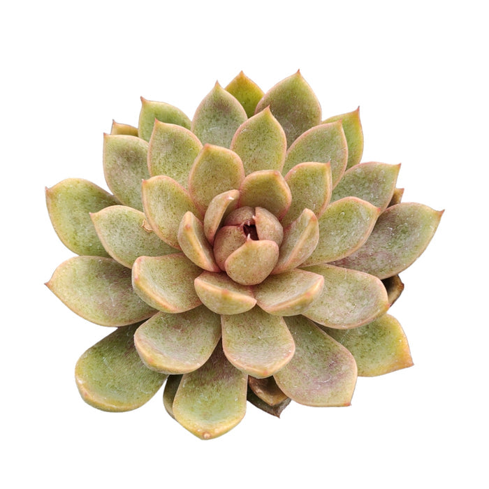 Echeveria Black Rose succulent, rosette pattern, bare root.