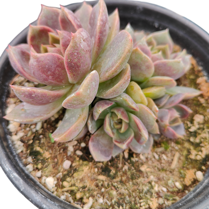 6 Inch Cluster
