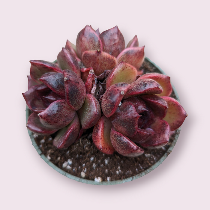 Echeveria Black Rose in a shallow pot with gritty soil.
