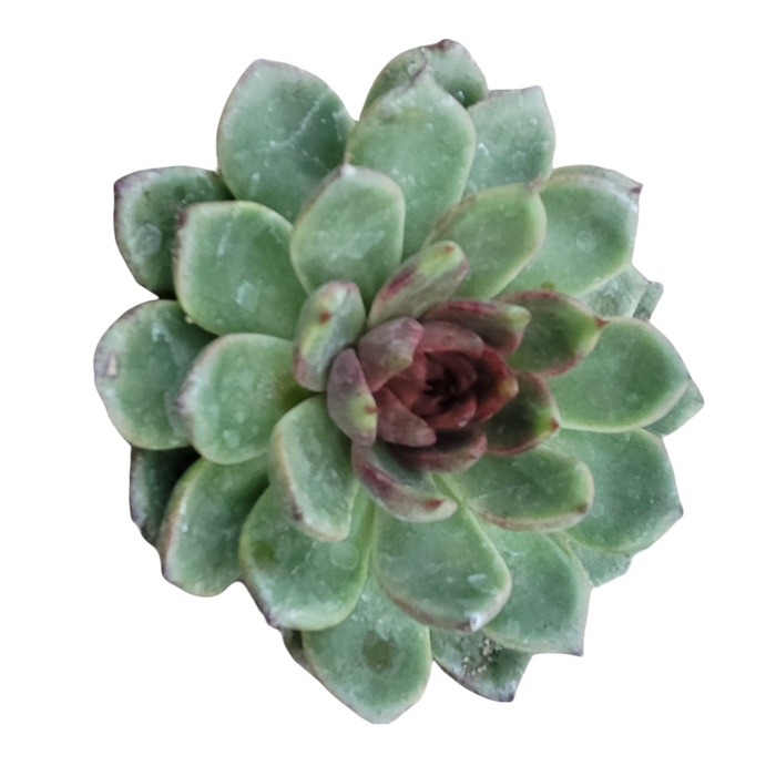 Echeveria Black Rose succulent, rosette form, spoon-shaped leaves.