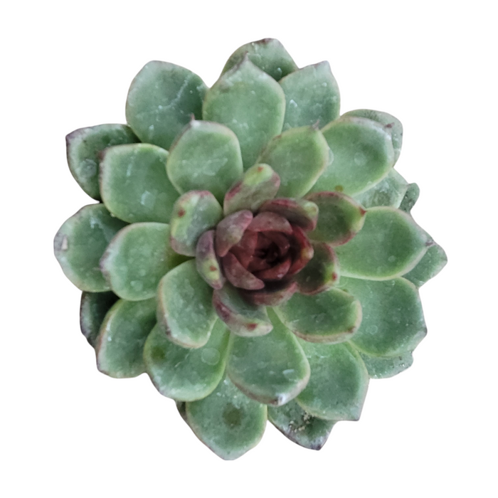 Echeveria Black Rose succulent, top-down view.