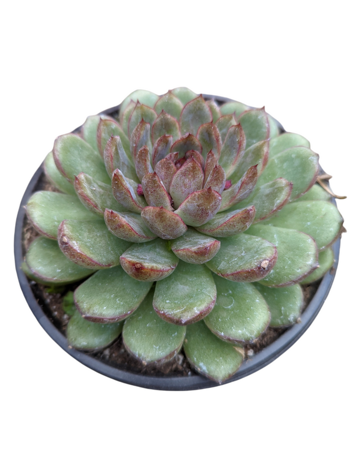 Echeveria Black Rose succulent in small nursery pot.