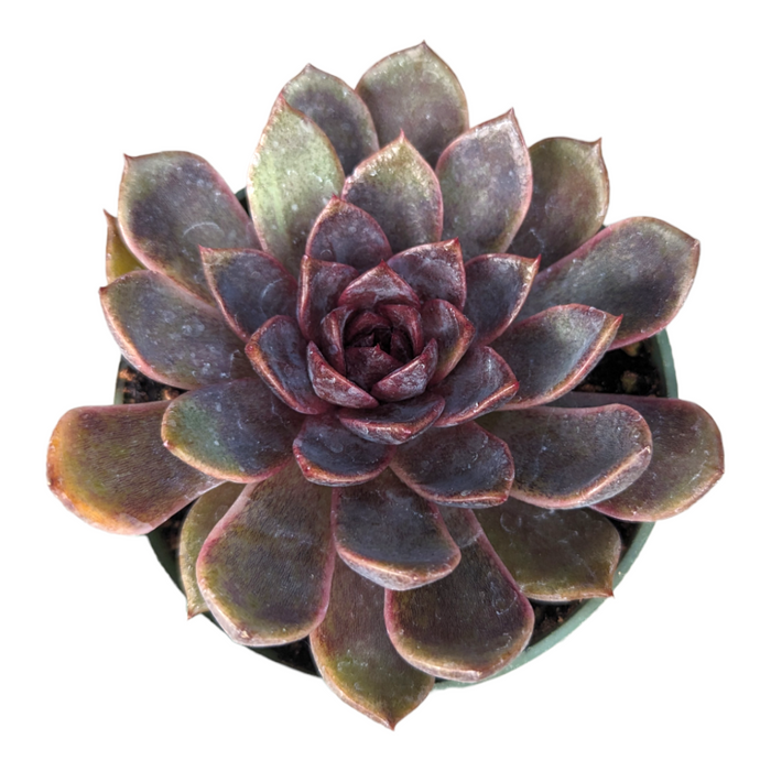 Echeveria Black Rose succulent, rosette form, thick fleshy leaves.