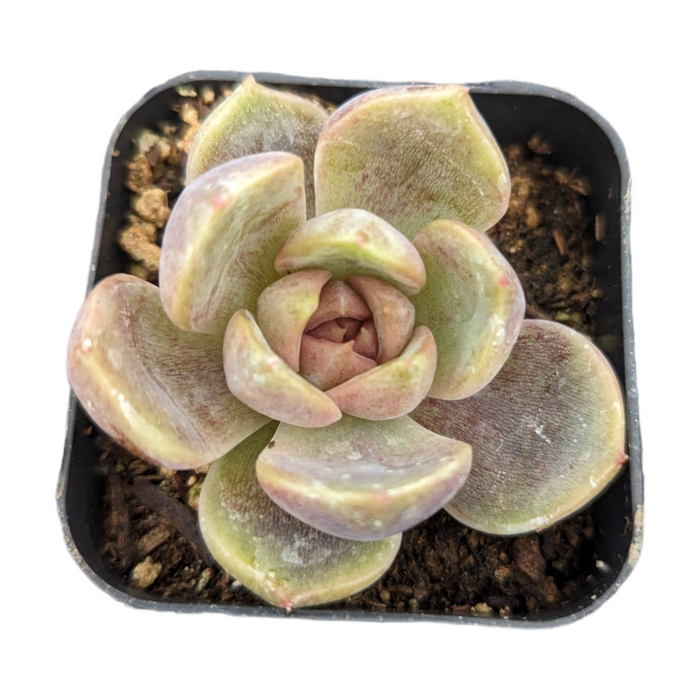 Echeveria Black Rose succulent in square pot.
