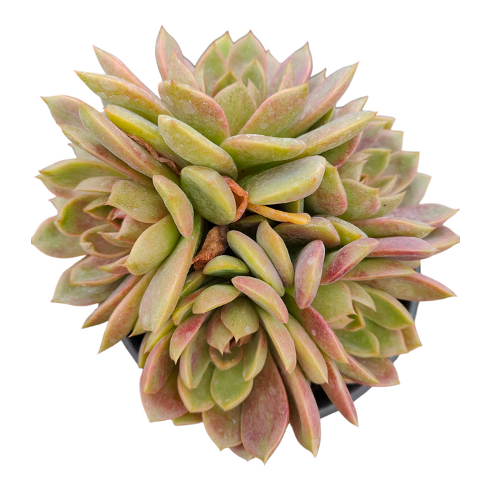 8 Inch Cluster