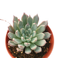 Echeveria Black Tips succulent in terracotta pot.