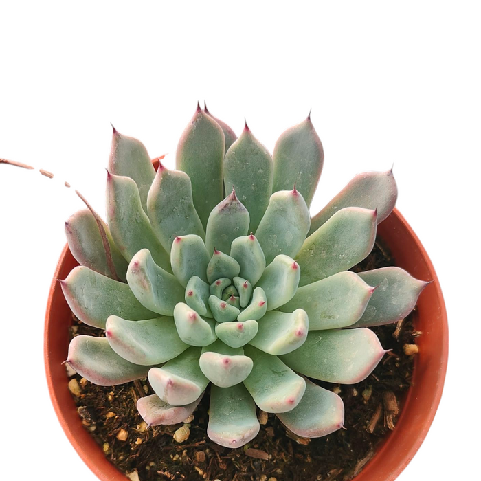 Echeveria Black Tips succulent in terracotta pot.