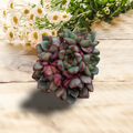 Echeveria Bloody succulent with daisy backdrop.