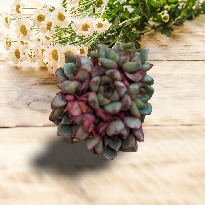Echeveria Bloody succulent with daisy backdrop.