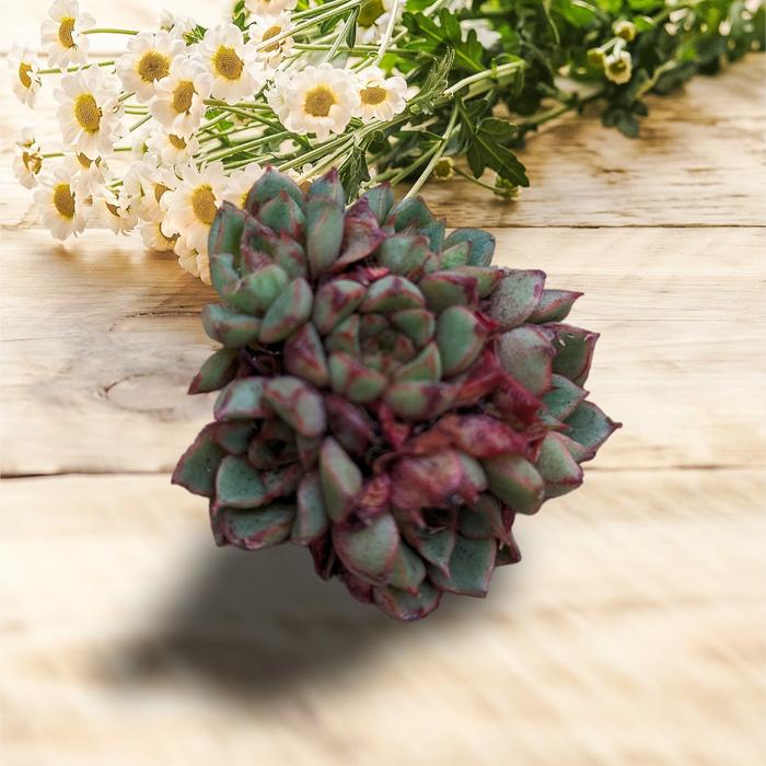 Echeveria Bloody succulent with daisies on wooden tabletop.