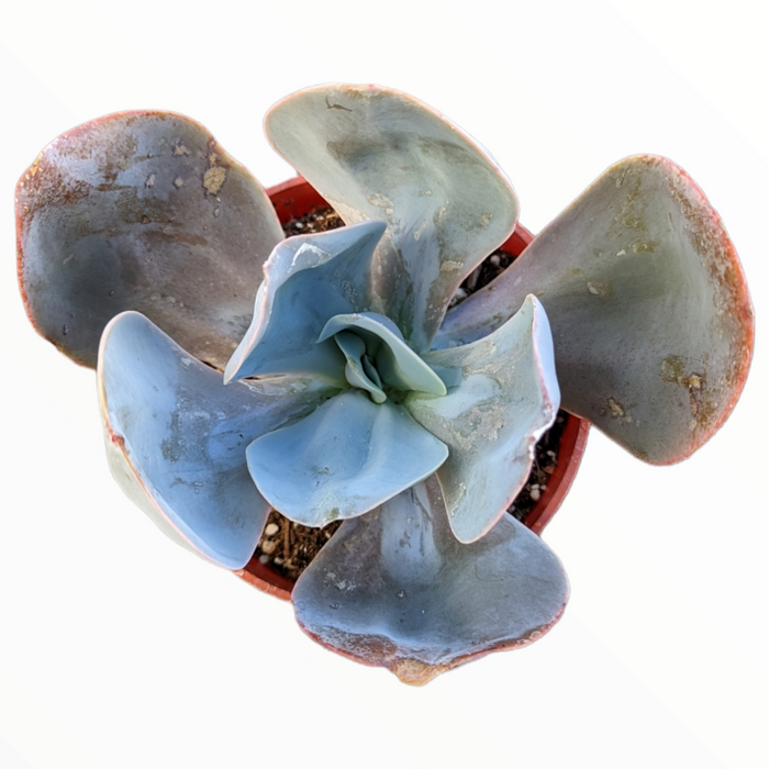 Echeveria 'Blue Dude' succulent with blue-green, pink-edged rosette.