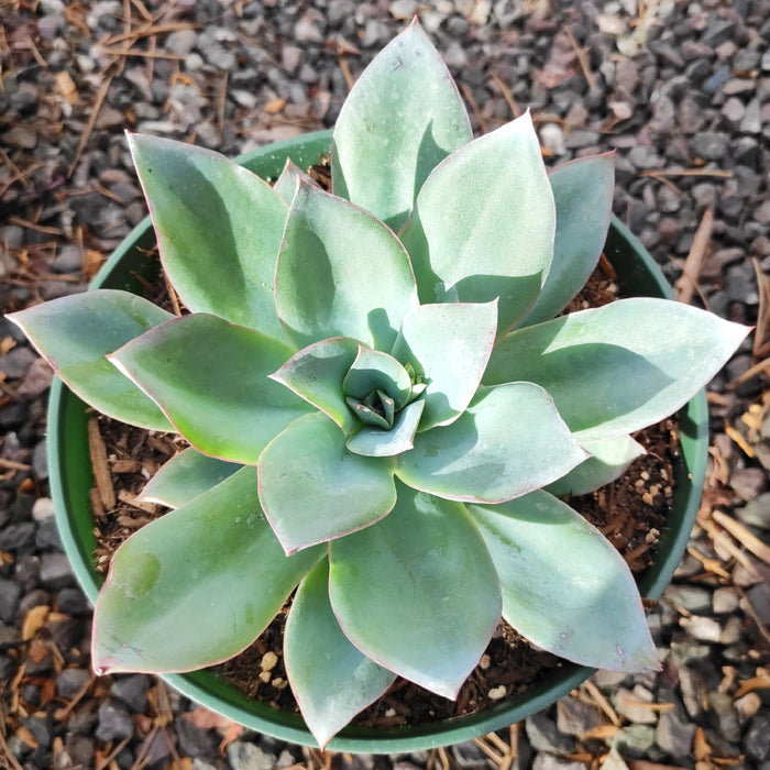 Echeveria 'Blue Light' in green pot with gravel.
