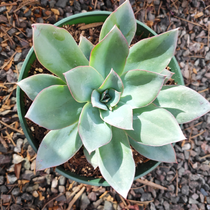 Echeveria 'Blue Light' in green pot on gravel.