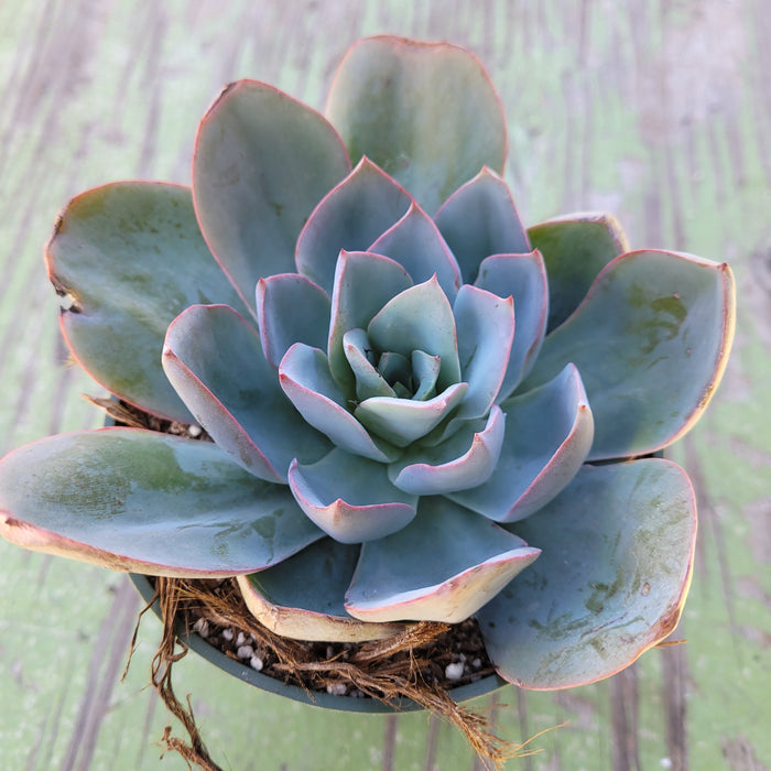 Echeveria 'Blue Light' succulent with pink-edged blue-green leaves.