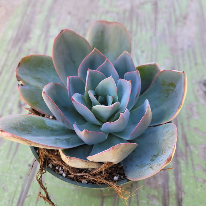 Echeveria 'Blue Light' in small pot on wood surface.
