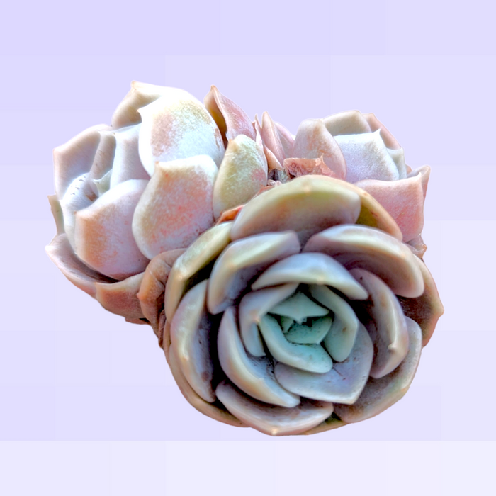 Echeveria Blue Surprise succulents with pastel rosettes.