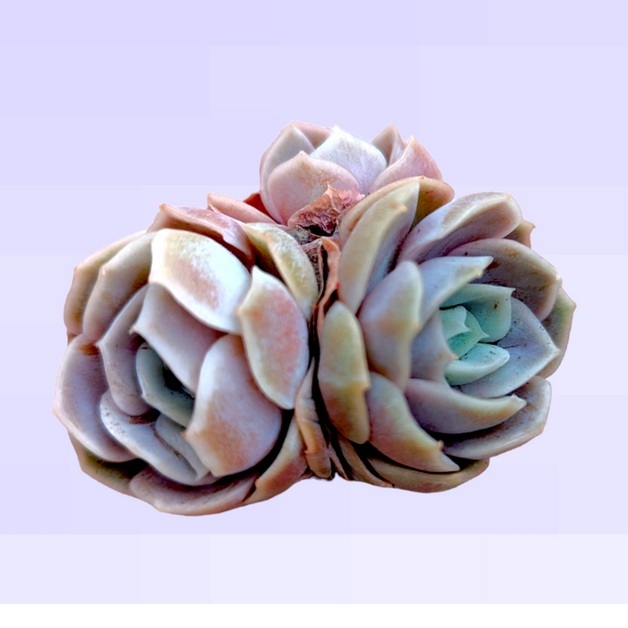 Echeveria Blue Surprise succulent rosettes.