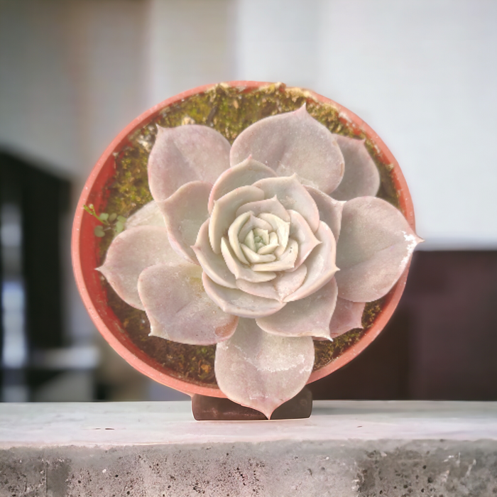 Echeveria Blue Surprise succulent in terra-cotta pot.