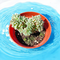 Echeveria Candy Crest succulent in water-filled pot.