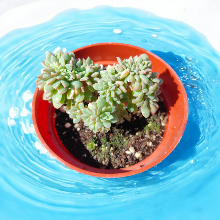 Echeveria Candy Crest succulent in water-filled pot.