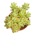 Echeveria Candy succulent with rosettes and reddish-pink tips.